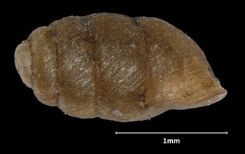 Media type: image;   Malacology 258352 Aspect: lateral